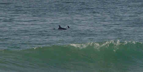 Dolphins Near The Surf Line