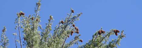 Pine Cones