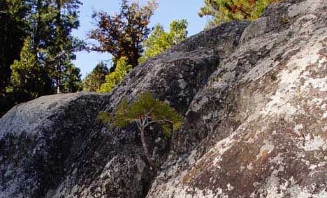 Tree Growing In Rock